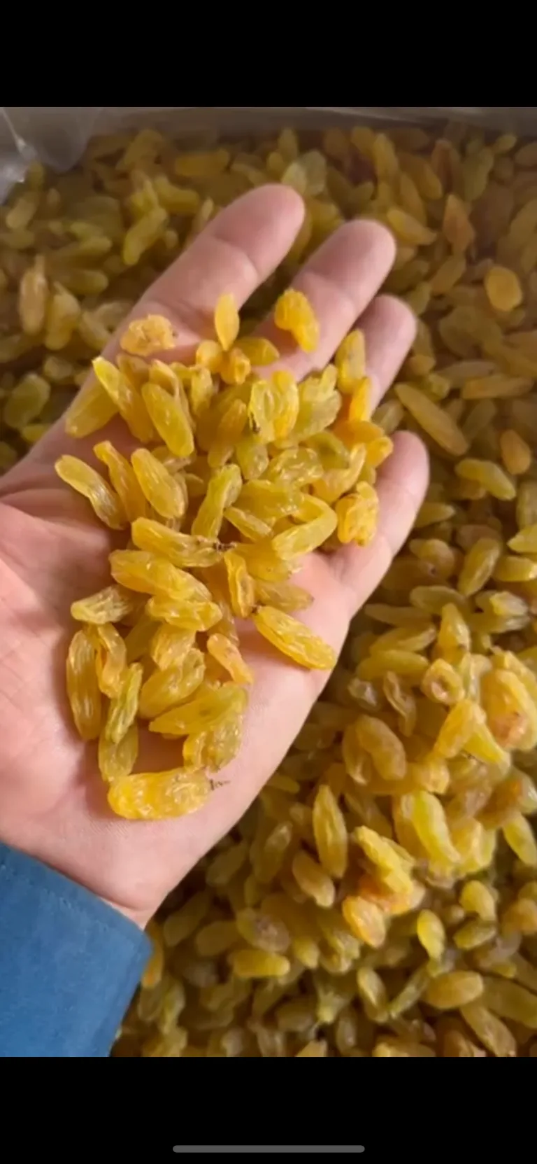 کشمش طلایی معمولی