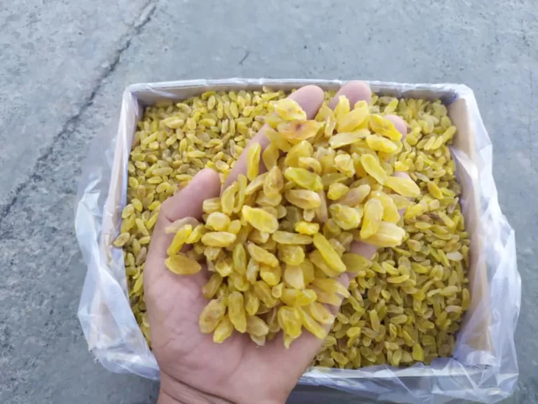 مویز شیرازی